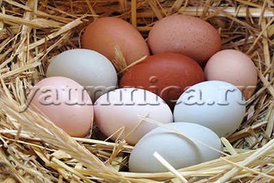 яйца пернатых польза и вред
