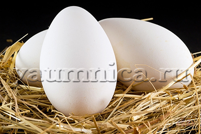 Гусиные яйца польза