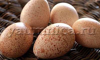 Индюшиные яйца польза 